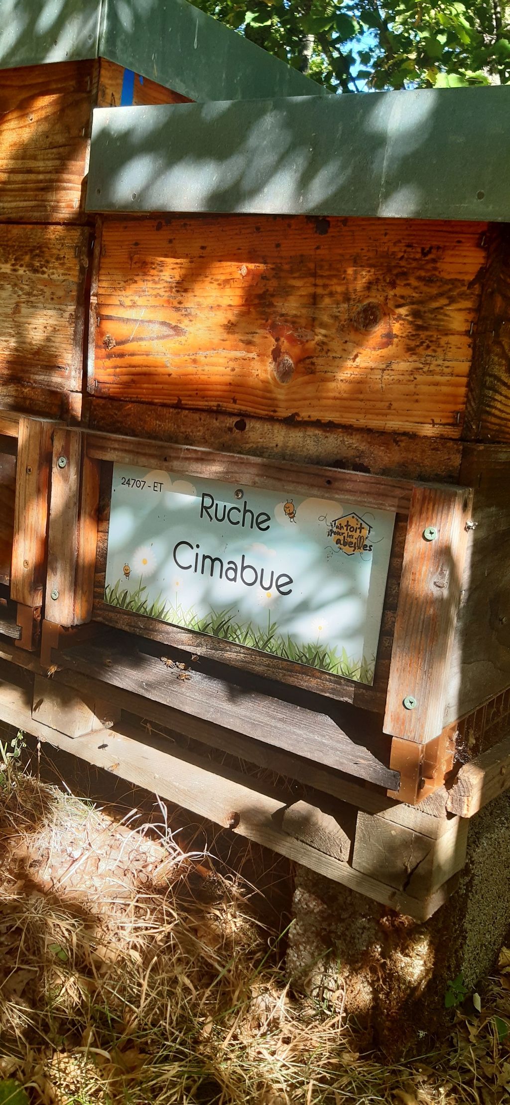 La ruche Cimabue