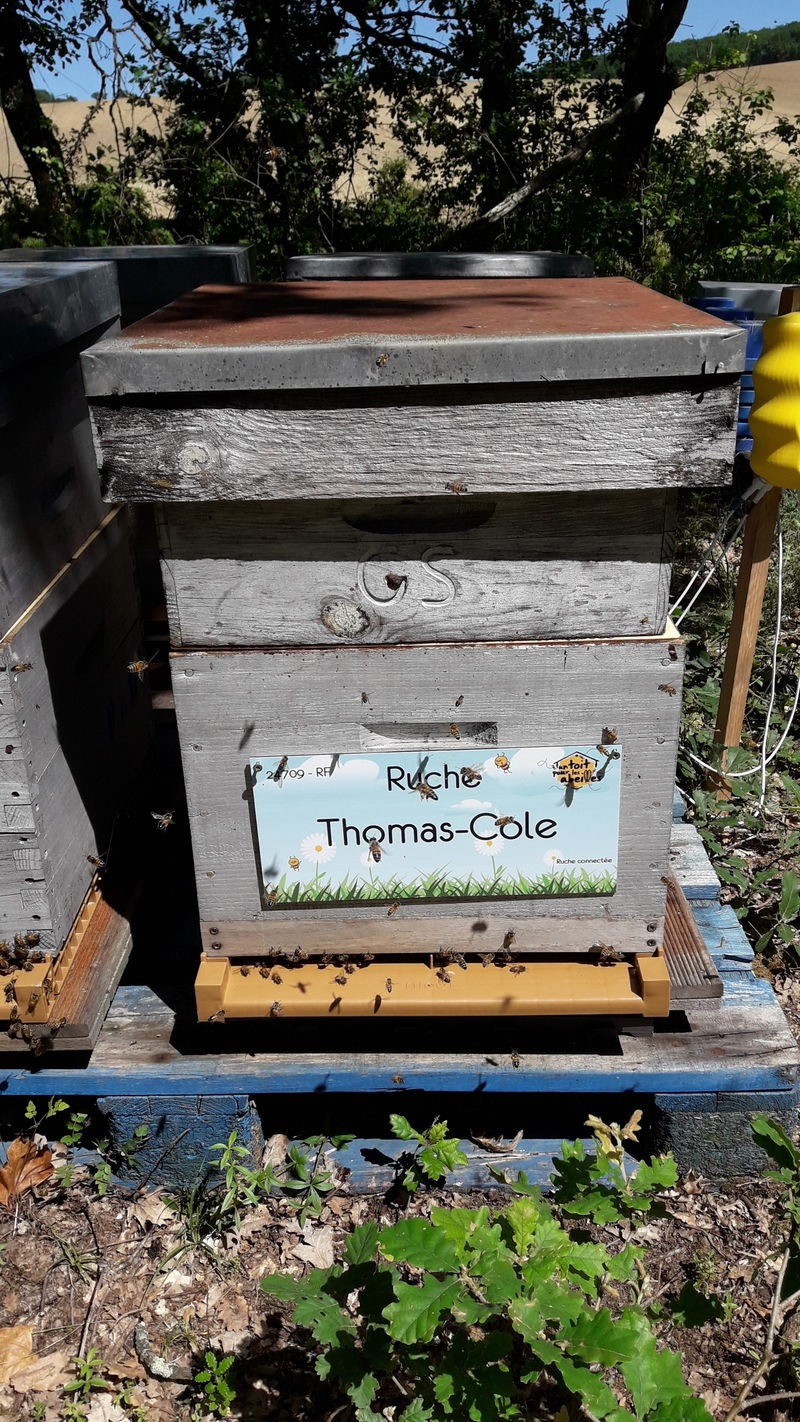 La ruche Thomas-Cole