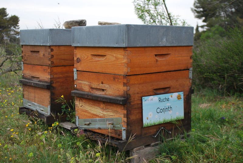 La ruche Corinth