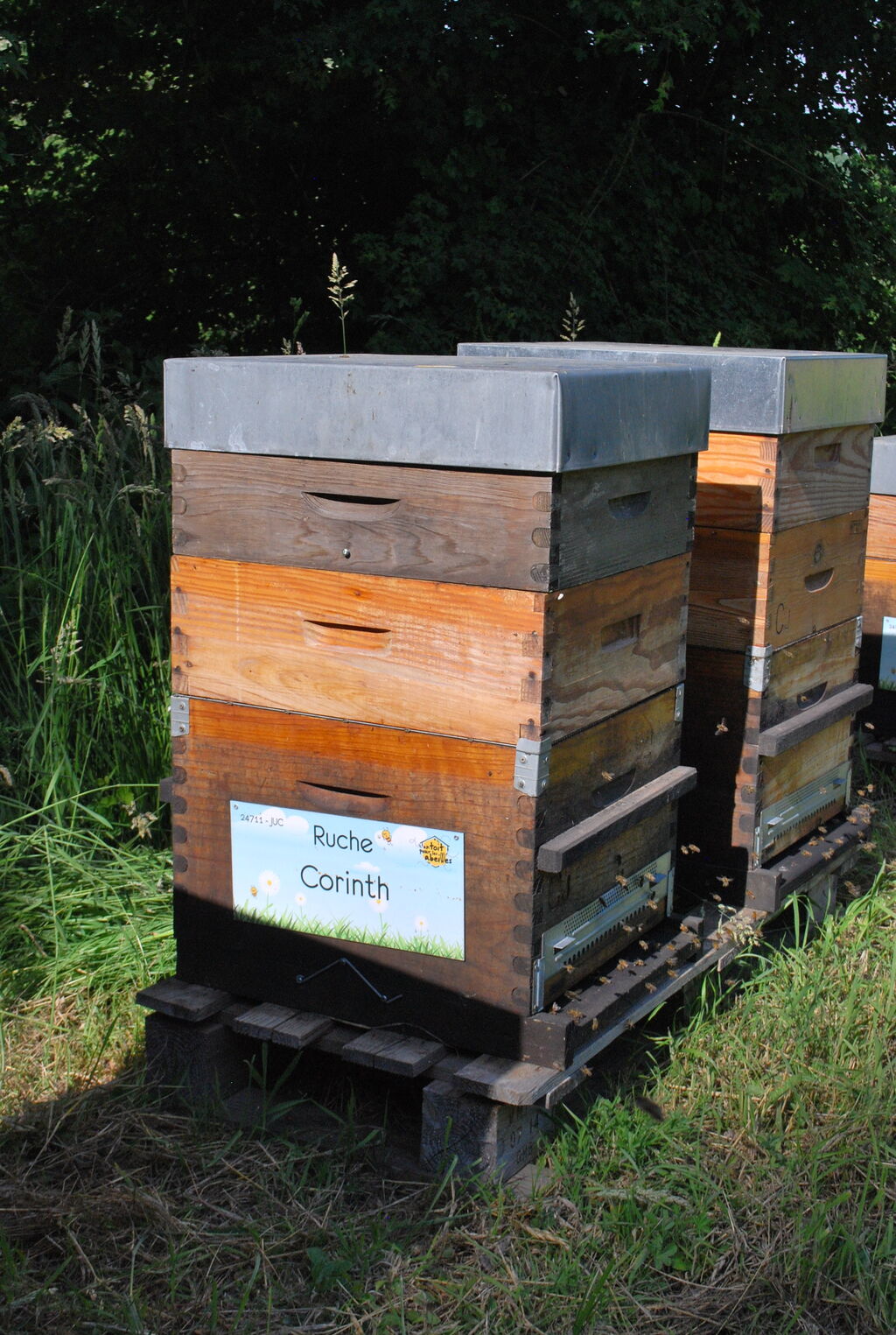 La ruche Corinth