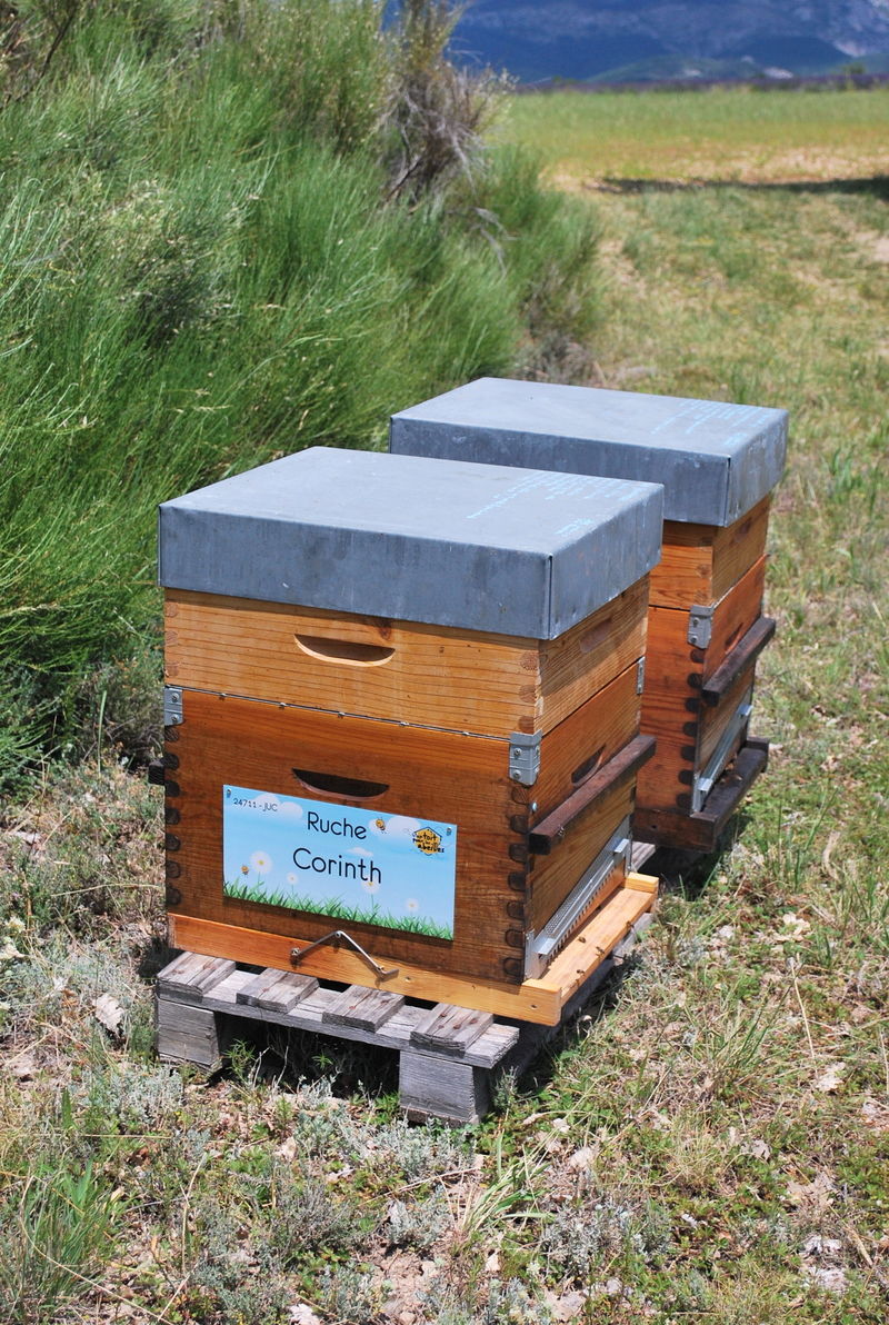 La ruche Corinth