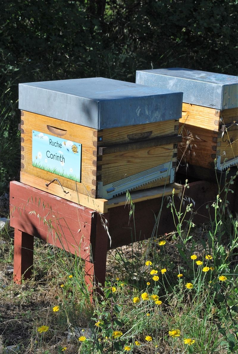 La ruche Corinth