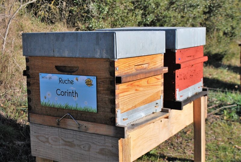La ruche Corinth