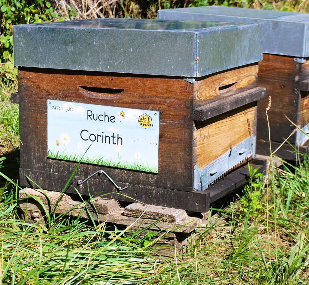 La ruche Corinth