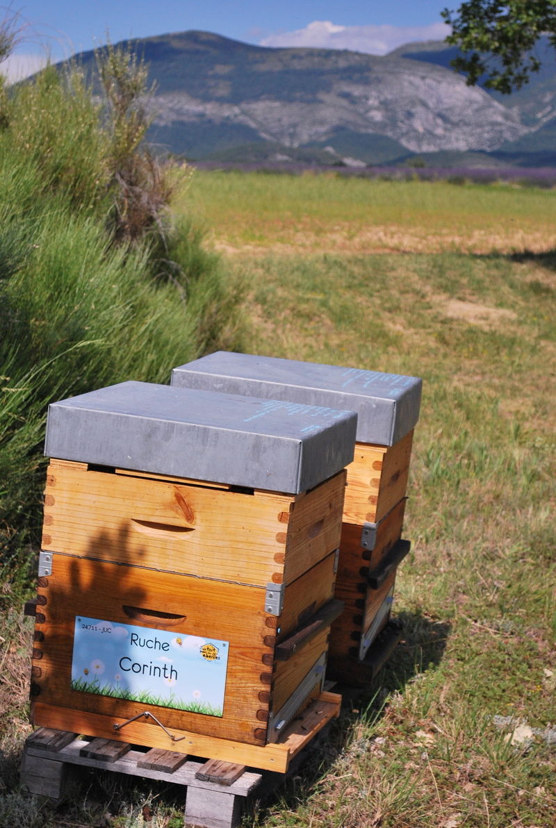 La ruche Corinth