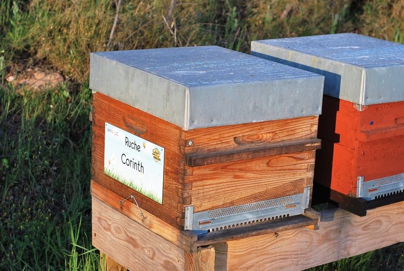 La ruche Corinth