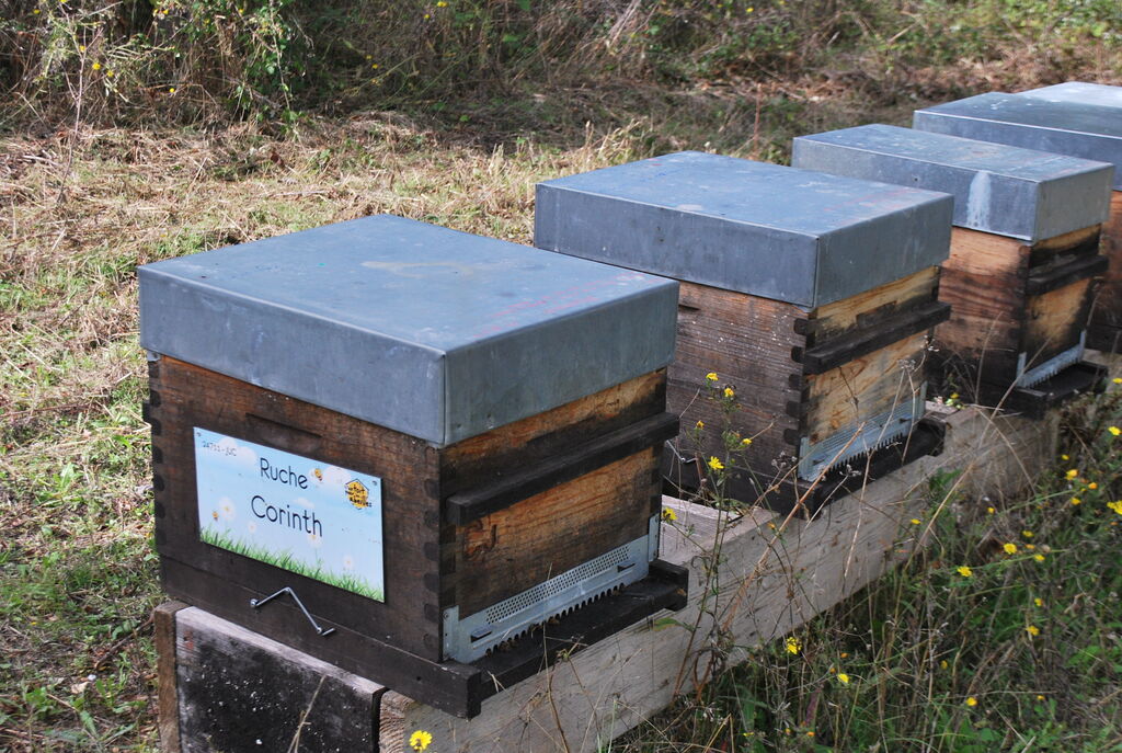 La ruche Corinth