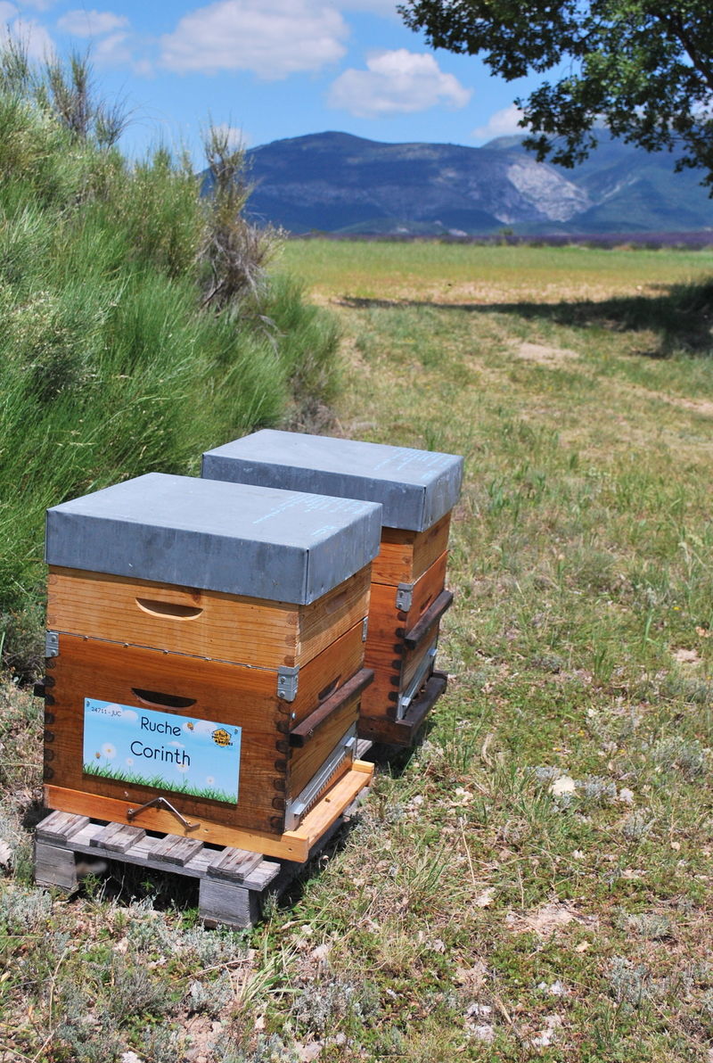La ruche Corinth