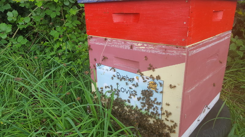 La ruche Lovis