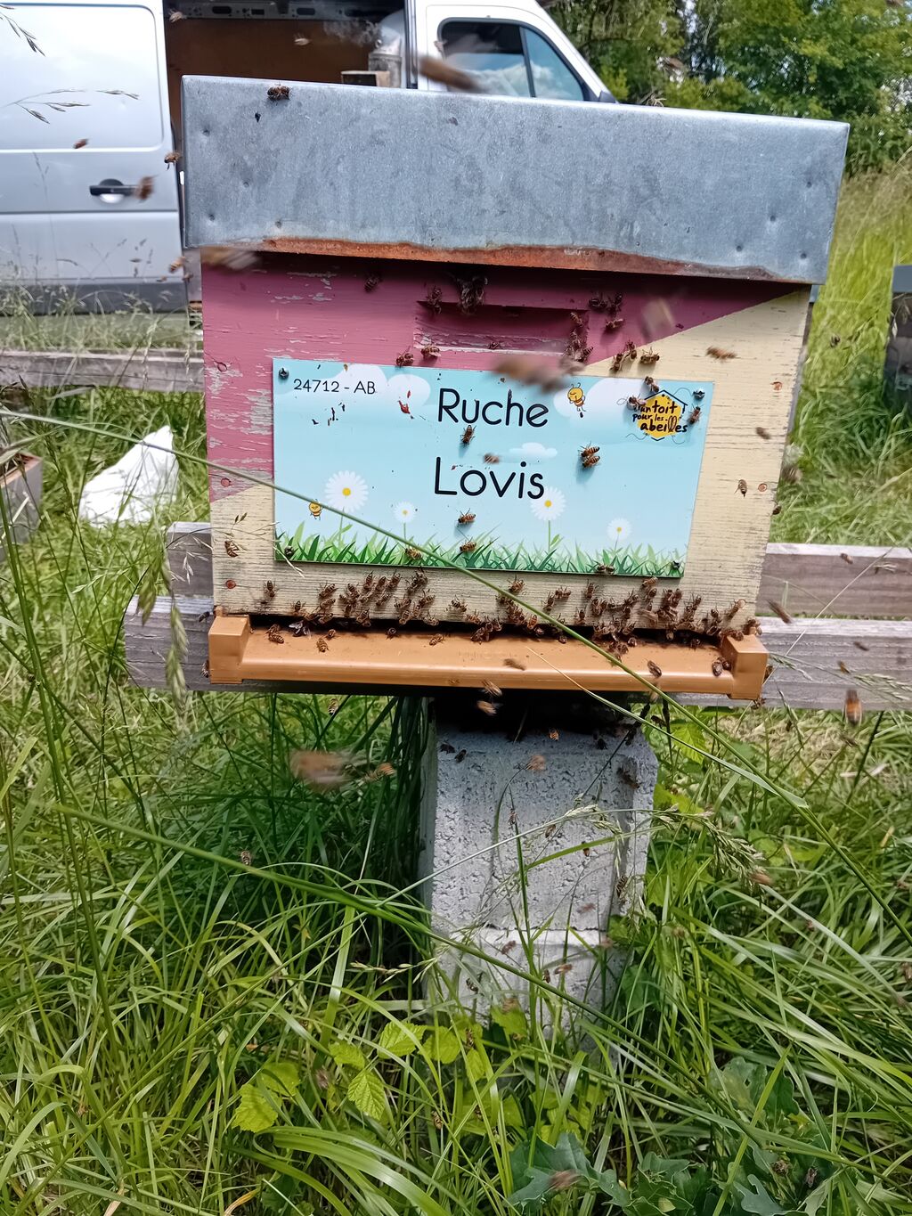 La ruche Lovis