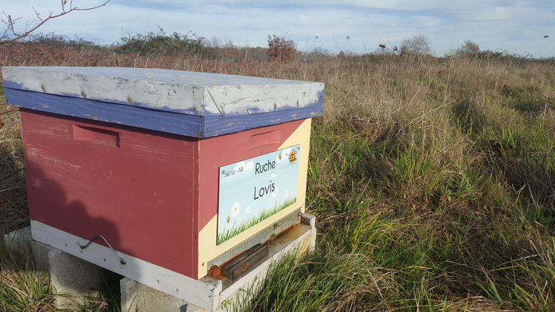 La ruche Lovis