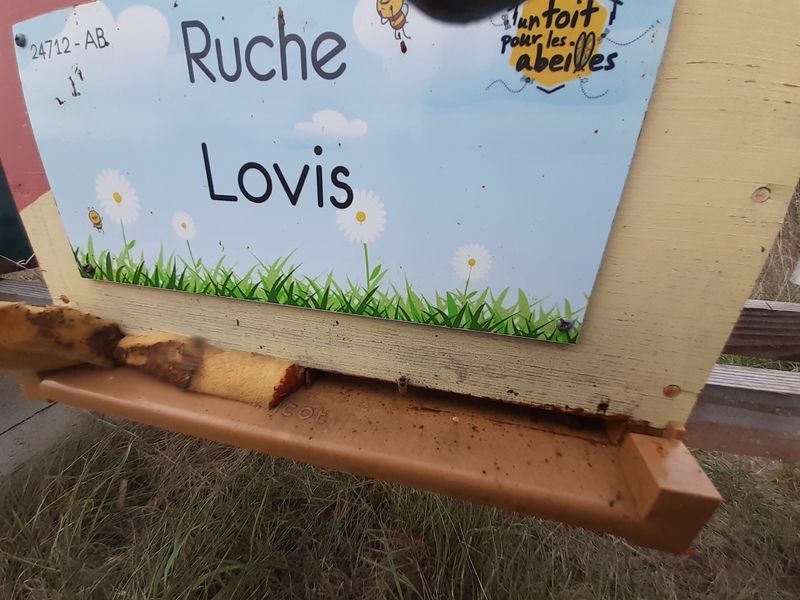 La ruche Lovis
