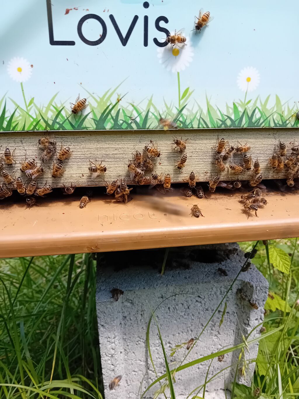La ruche Lovis