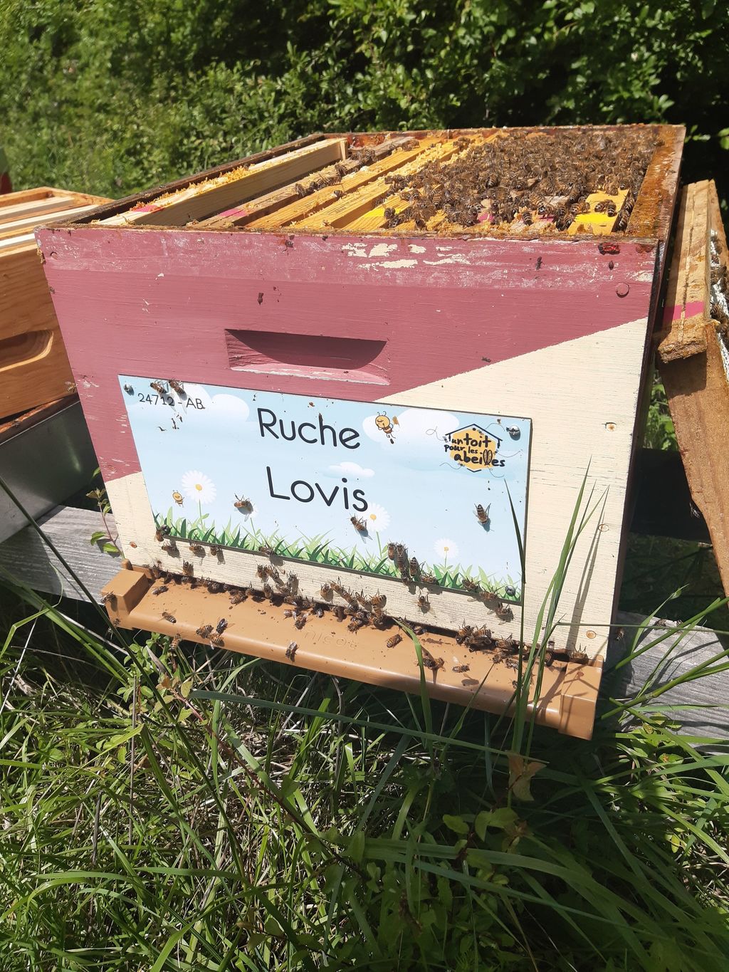 La ruche Lovis
