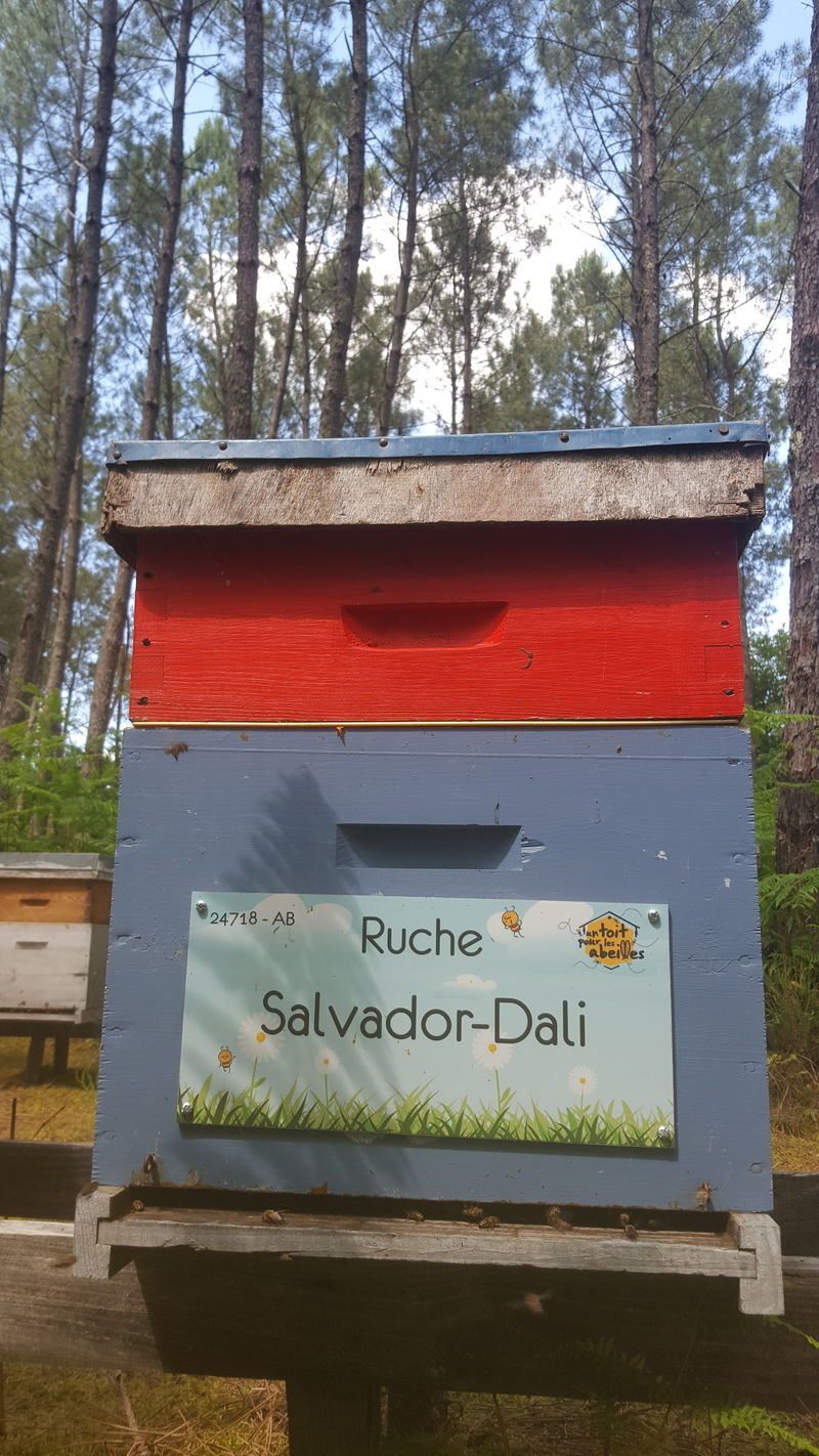 La ruche Salvador-Dali
