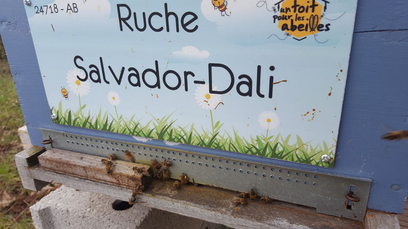La ruche Salvador-Dali