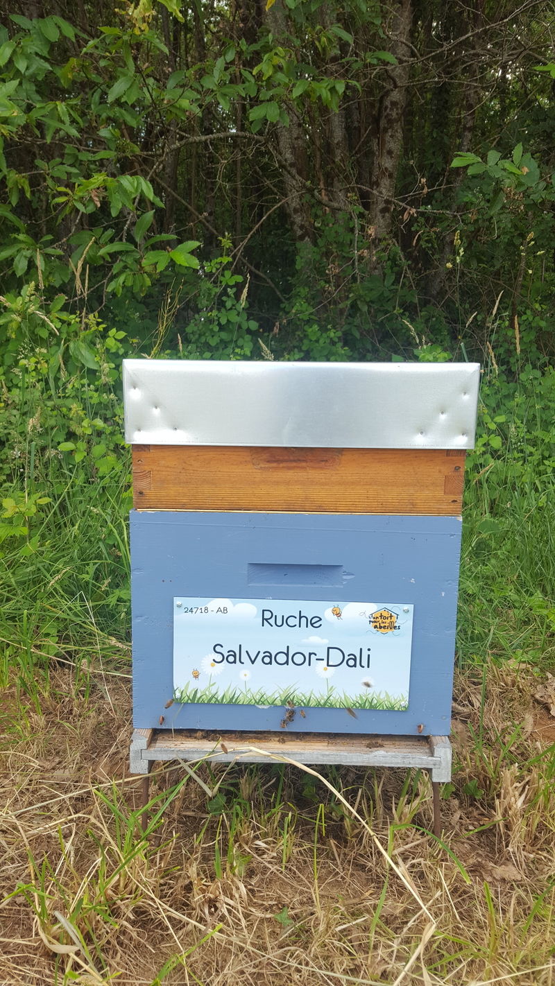 La ruche Salvador-Dali
