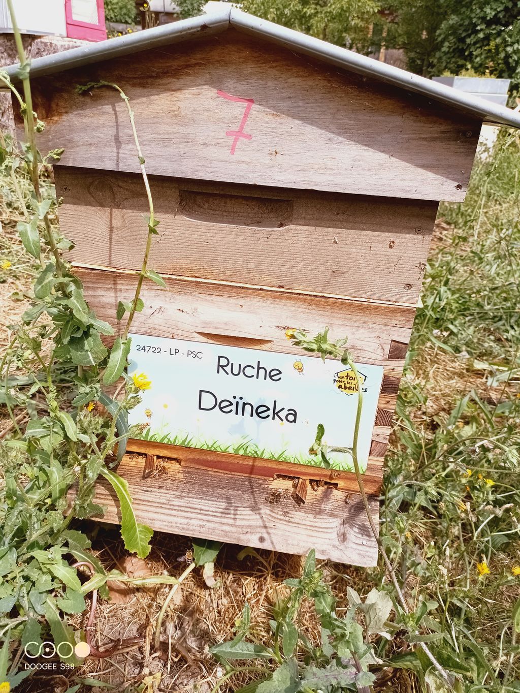 La ruche