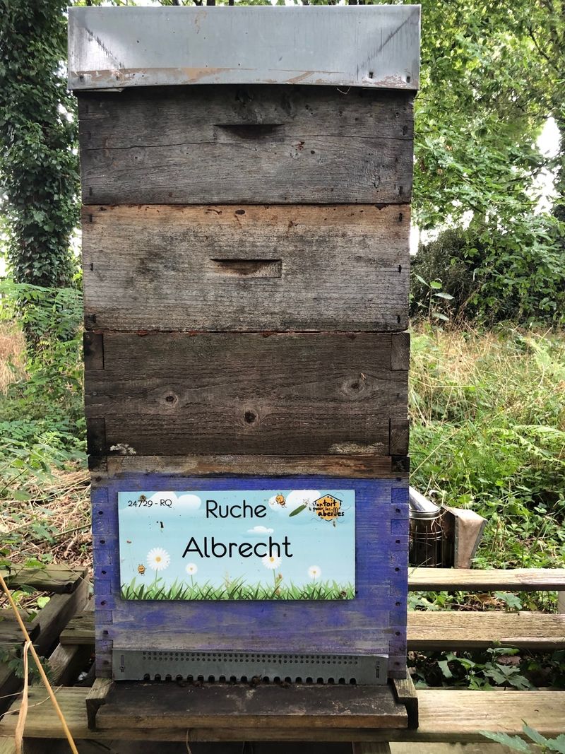 La ruche Albrecht