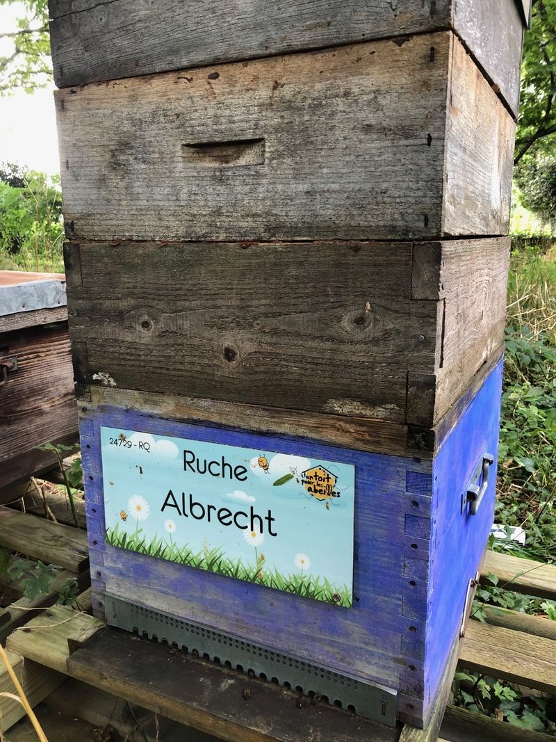 La ruche Albrecht
