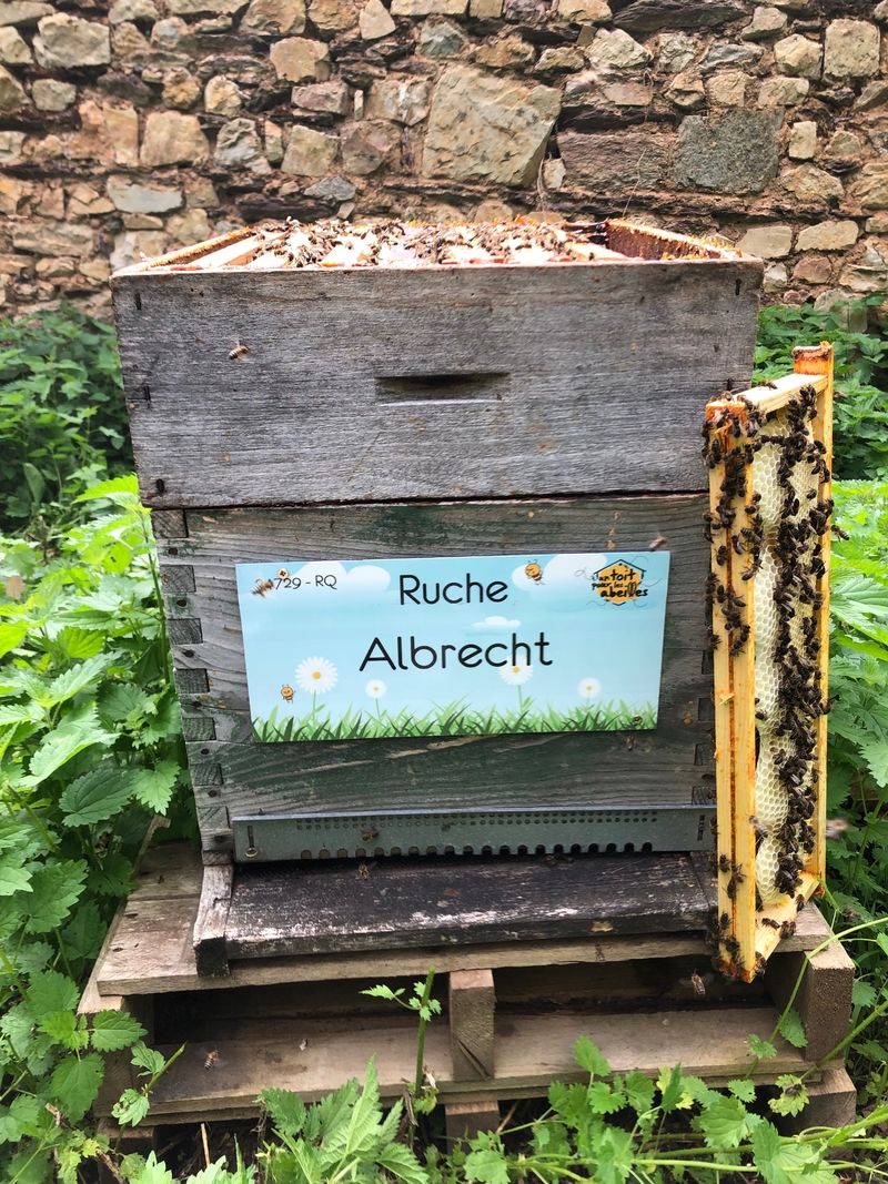 La ruche