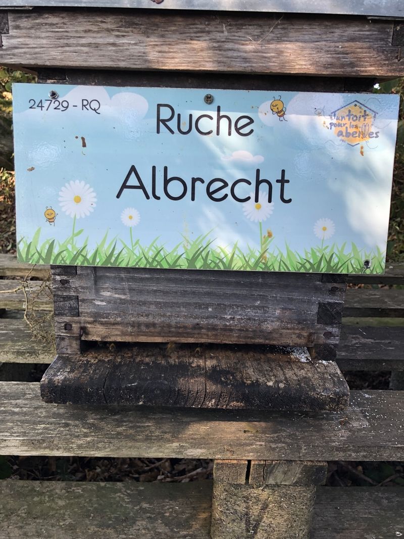 La ruche Albrecht