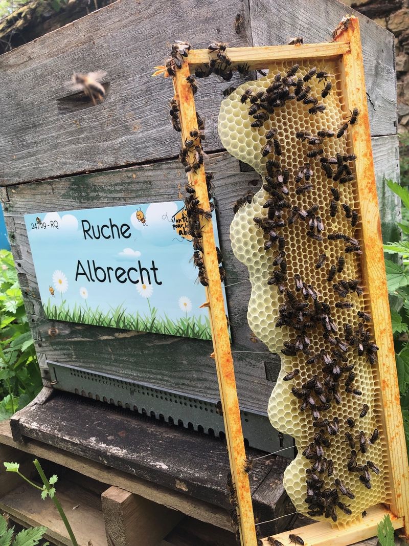 La ruche Albrecht