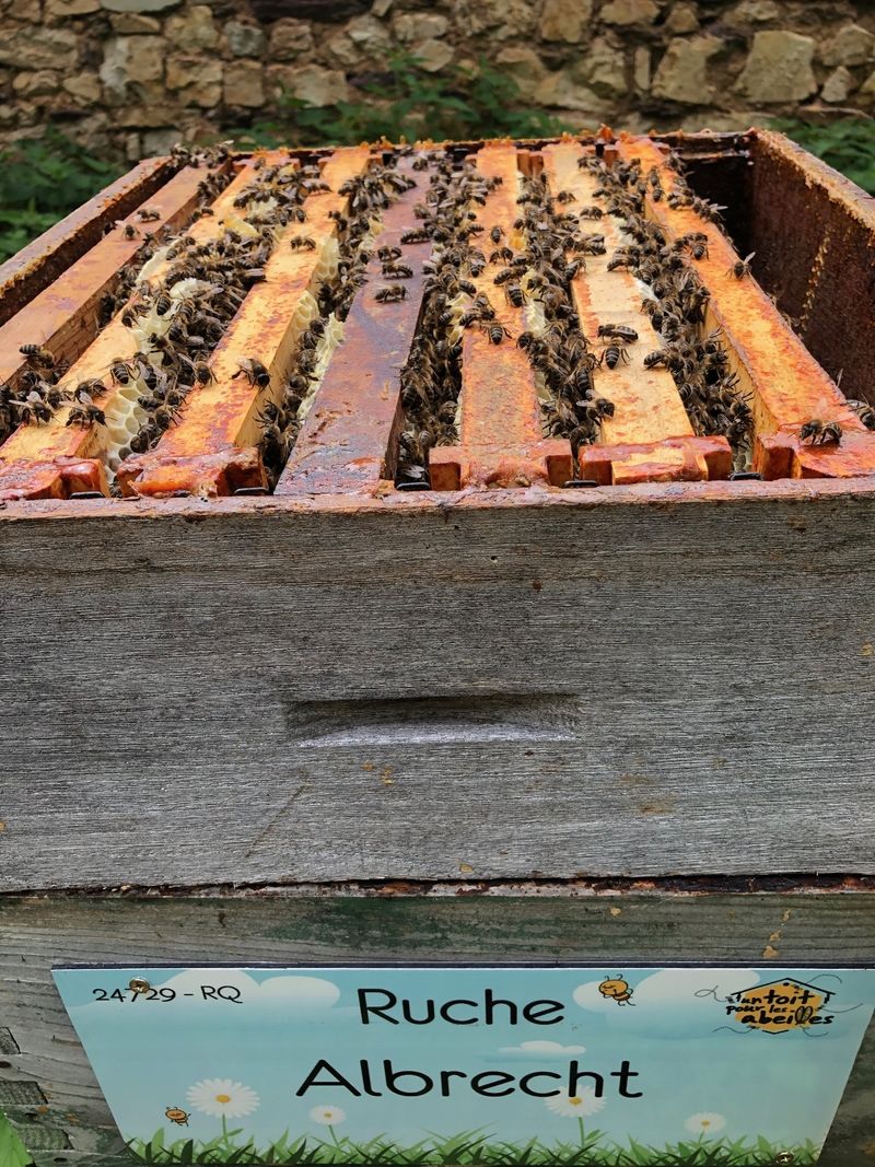La ruche Albrecht