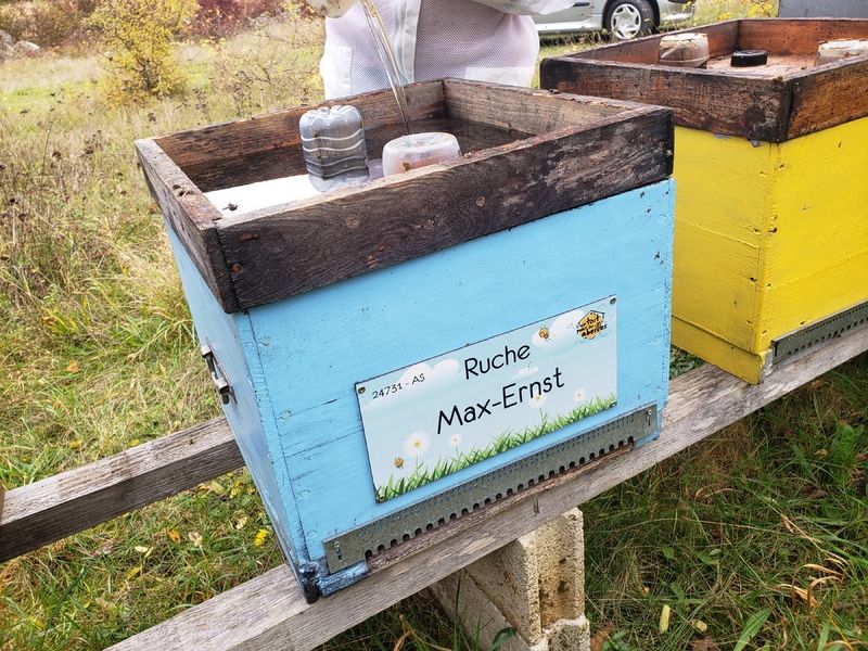 La ruche Max-Ernst