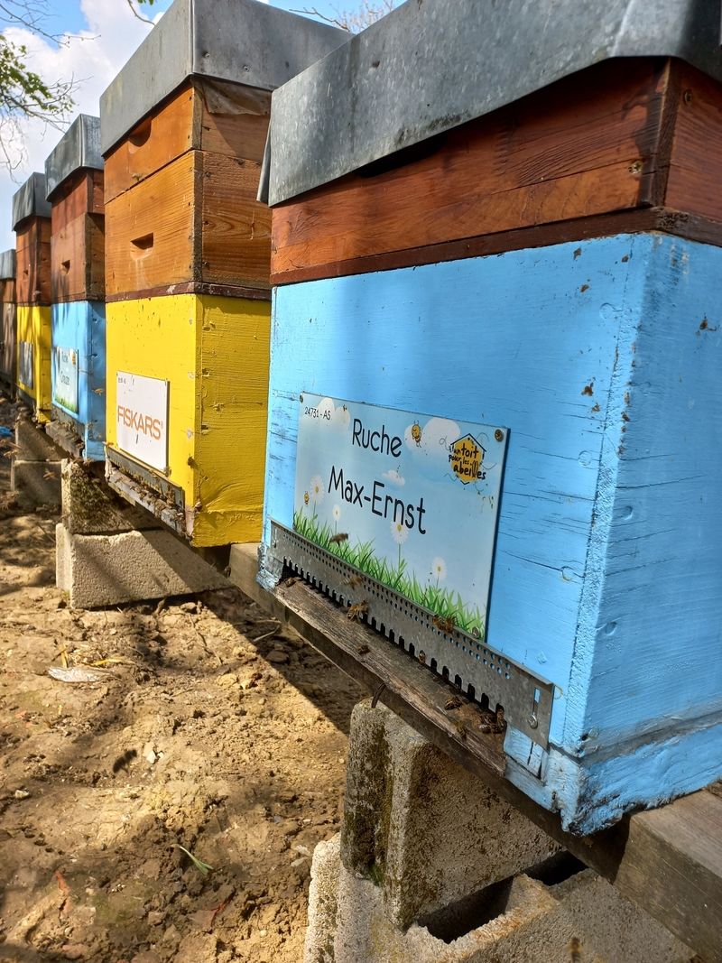 La ruche Max-Ernst