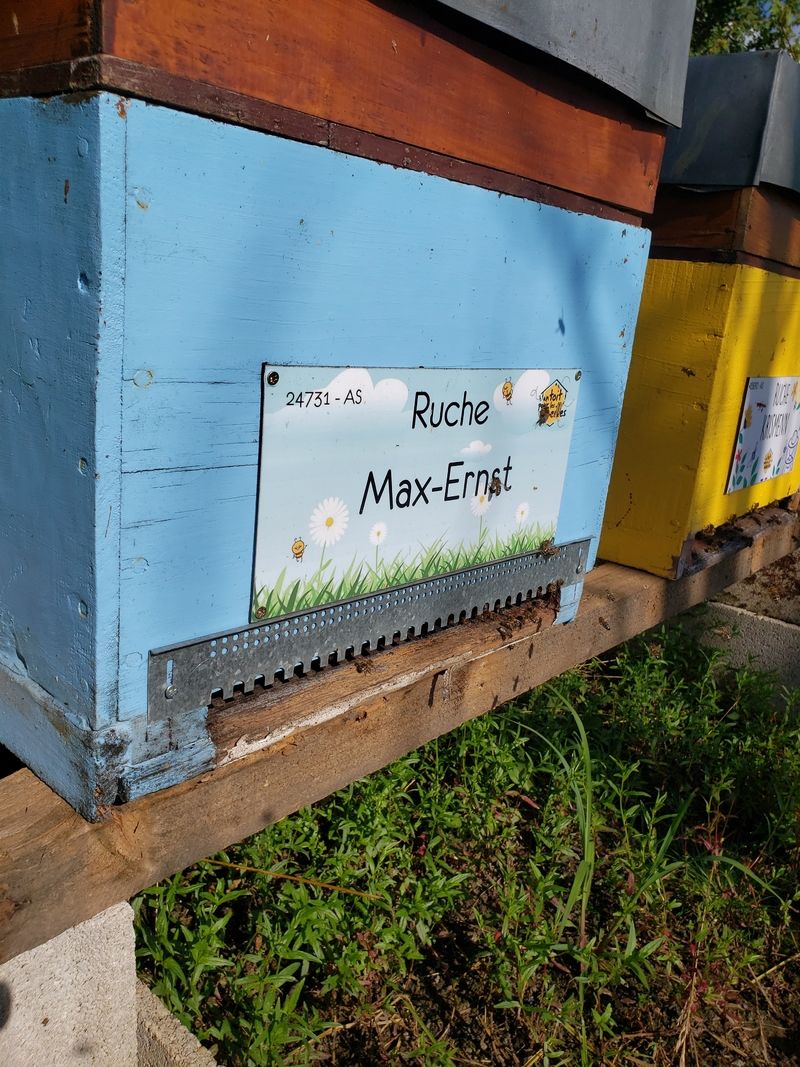La ruche Max-Ernst