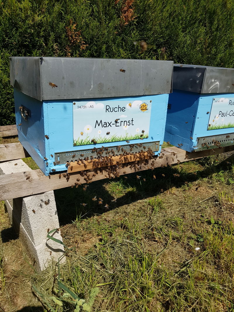 La ruche Max-Ernst