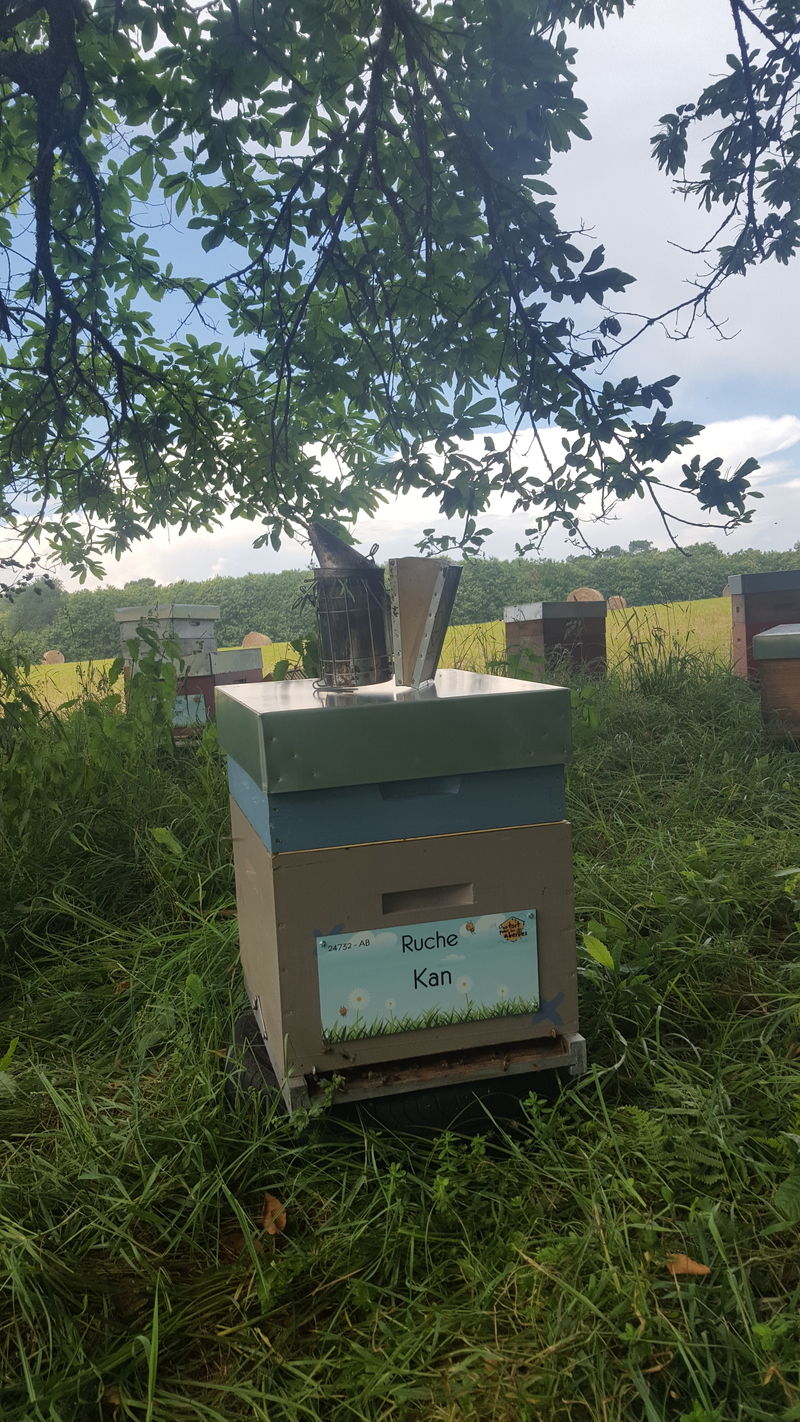 La ruche Kan