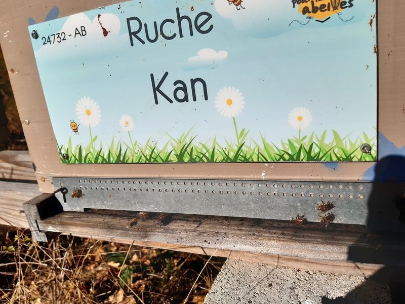 La ruche Kan
