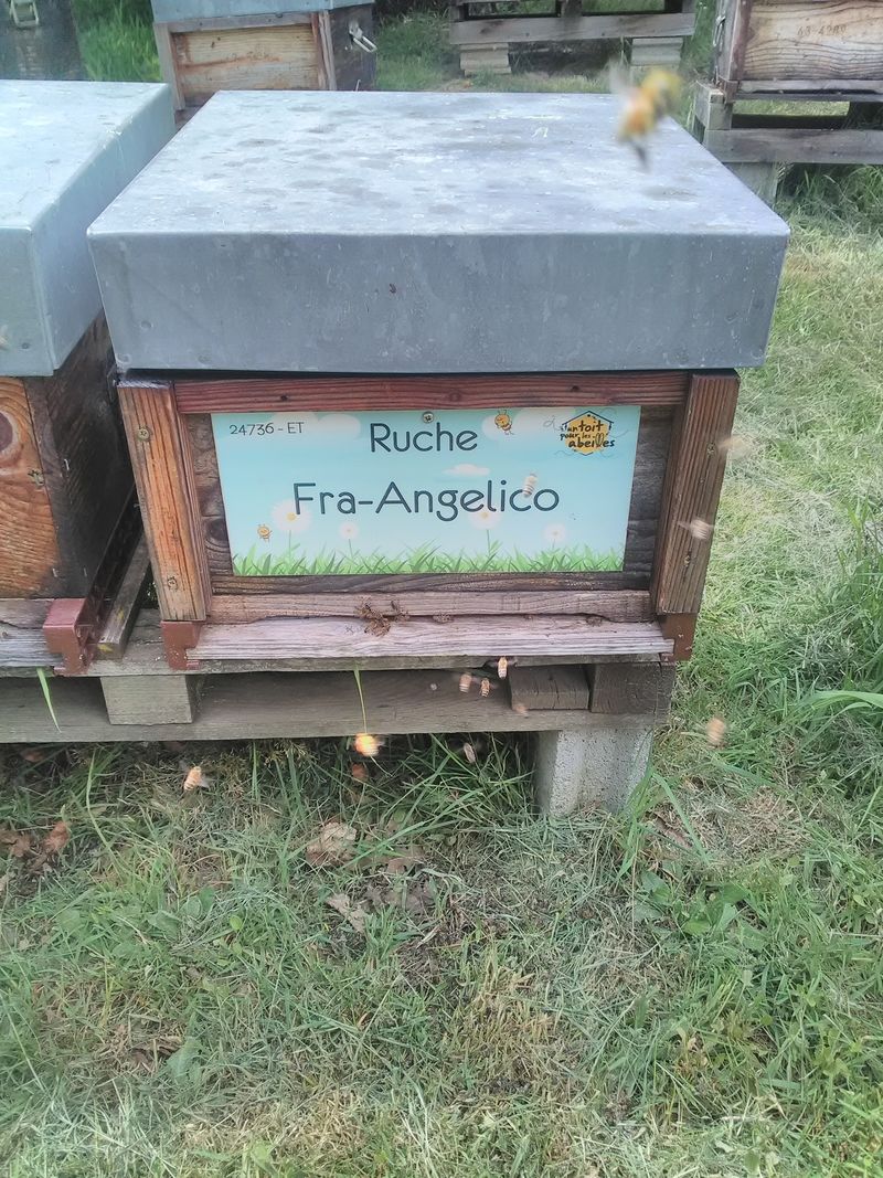 La ruche Fra-Angelico