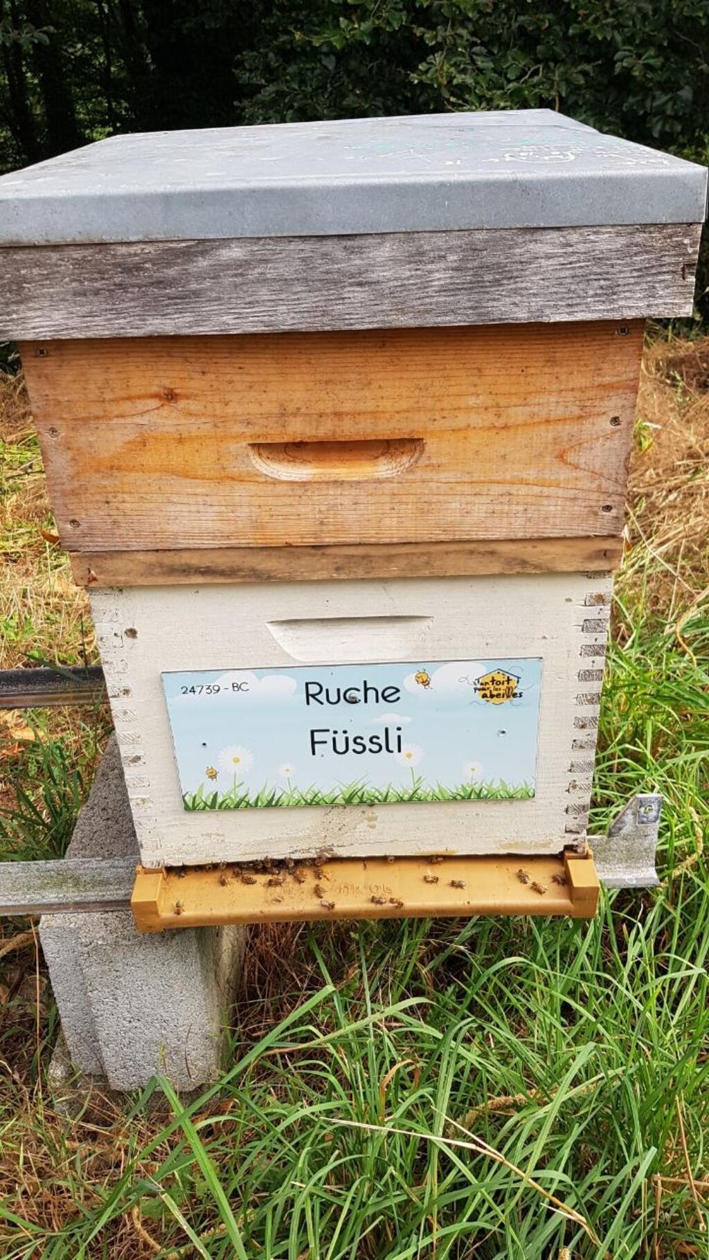 La ruche Füssli