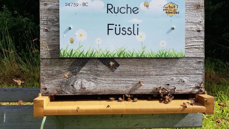 La ruche Füssli