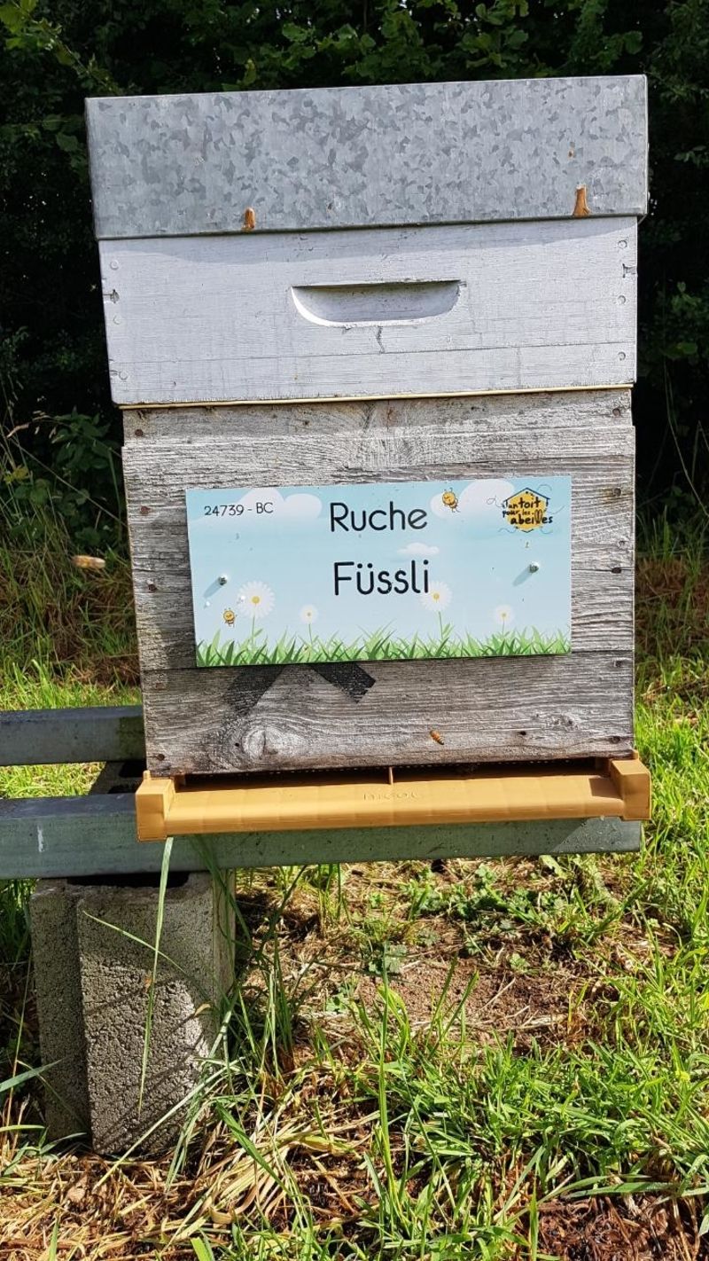 La ruche Füssli