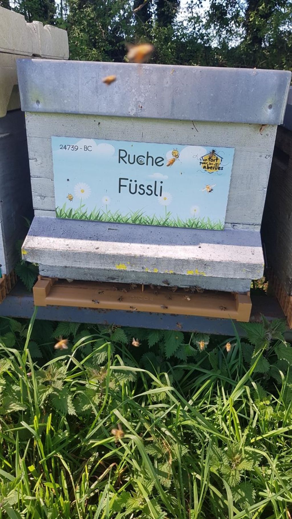 La ruche Füssli