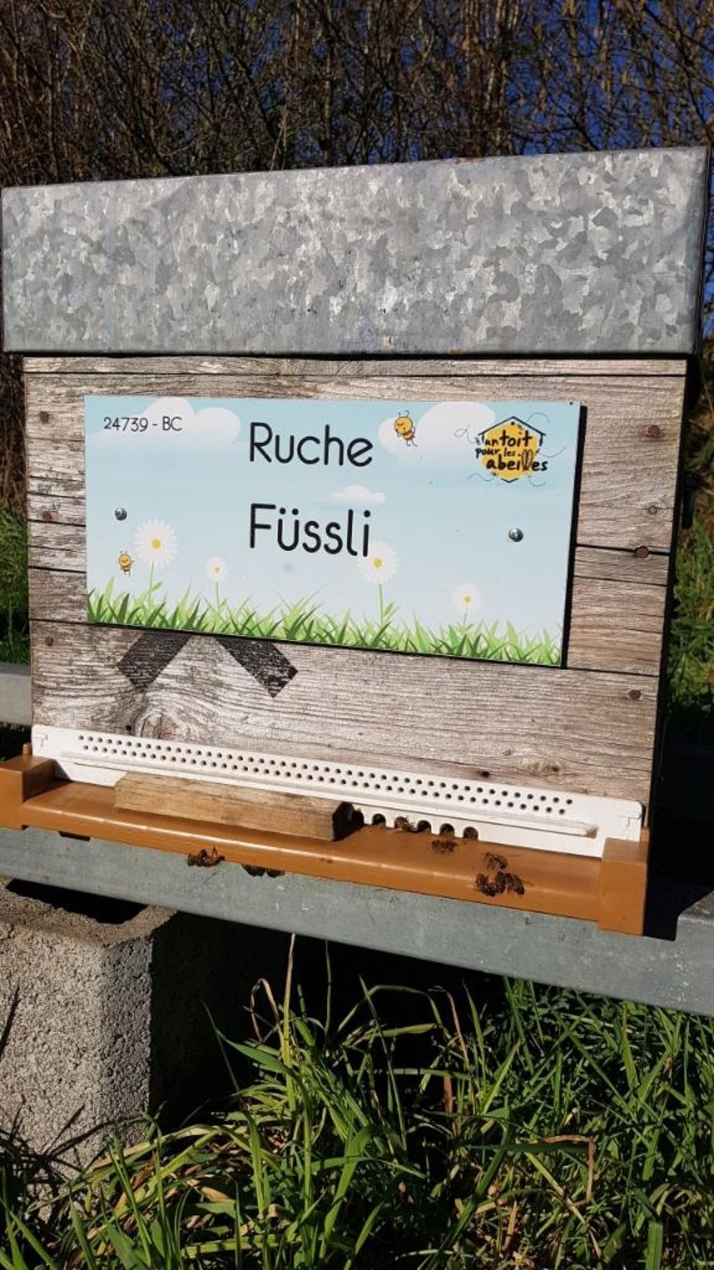 La ruche Füssli