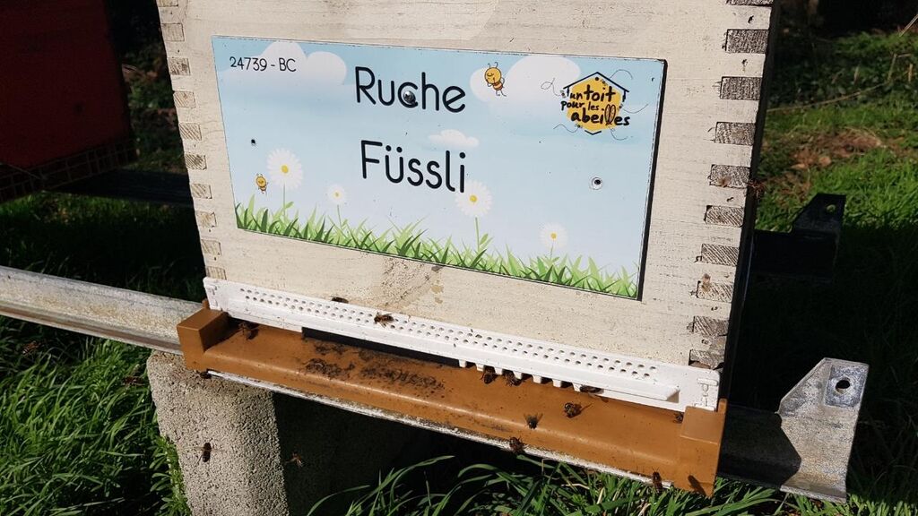 La ruche Füssli