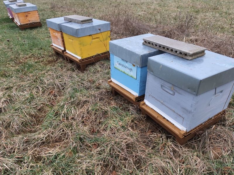 La ruche Gainsborough