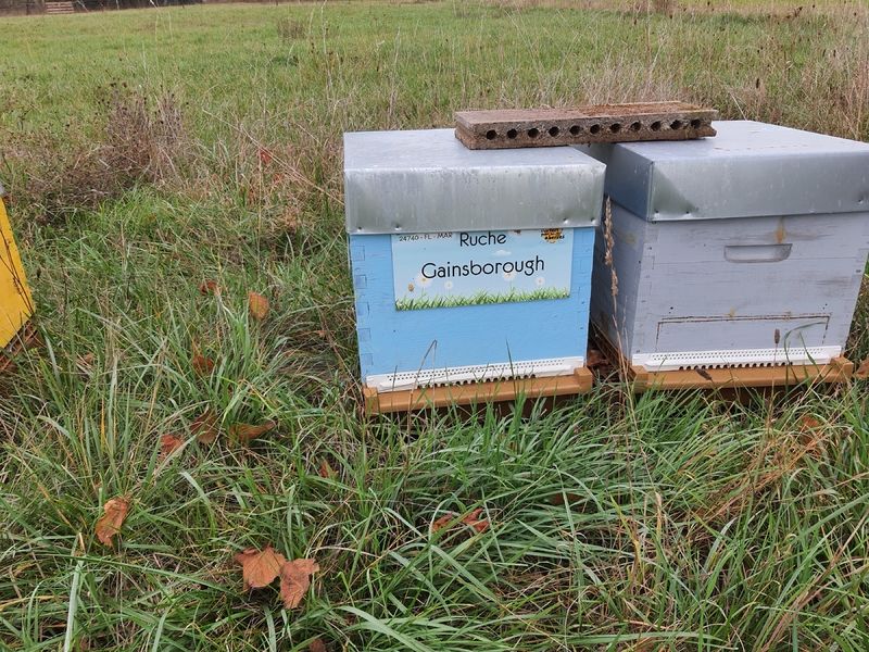 La ruche Gainsborough