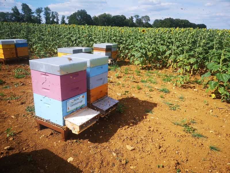 La ruche Gainsborough