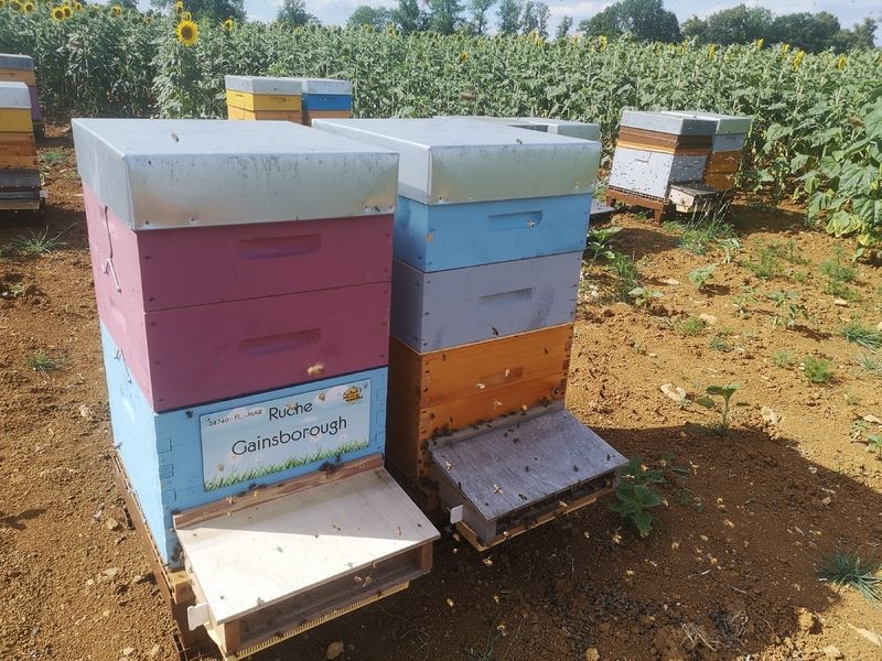 La ruche Gainsborough
