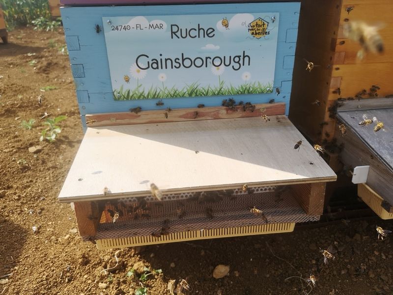 La ruche Gainsborough