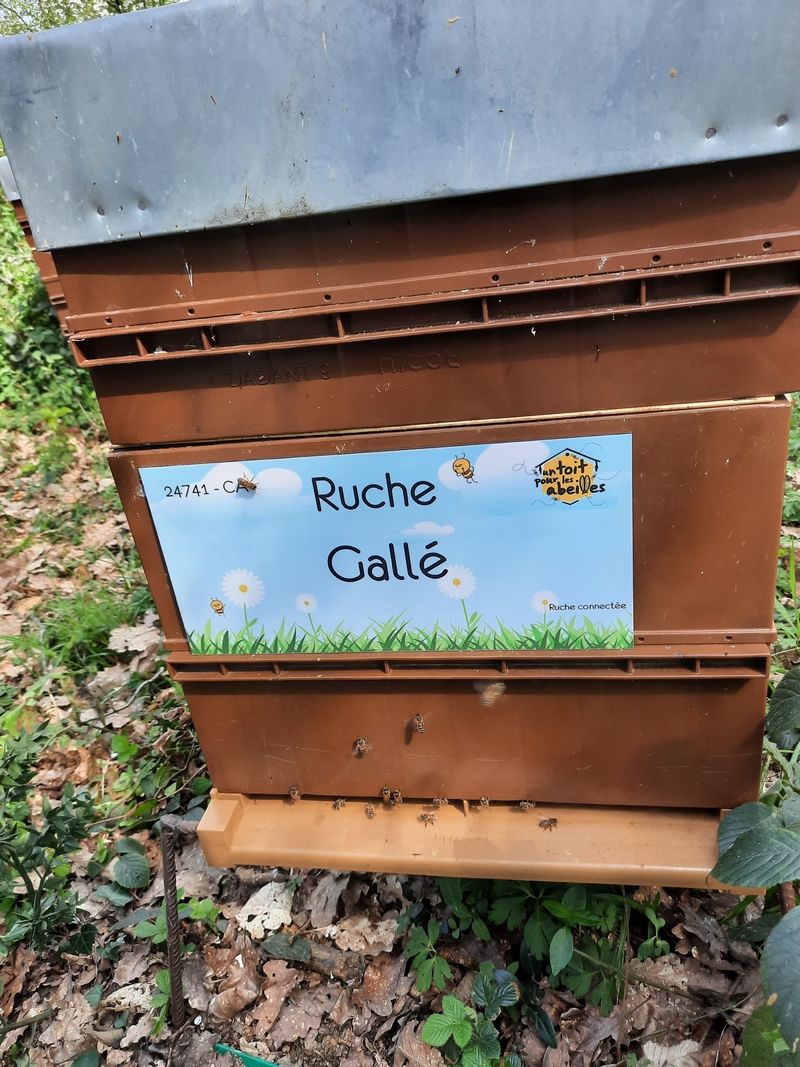 La ruche Gallé