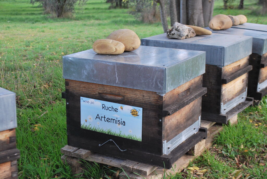 La ruche Artemisia
