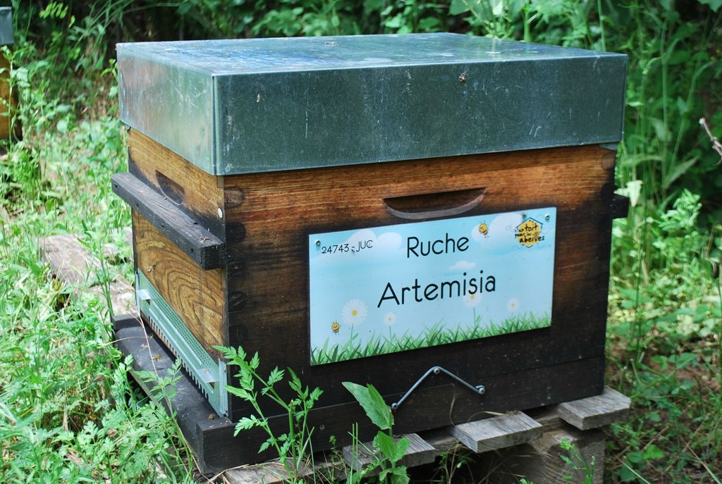 La ruche Artemisia