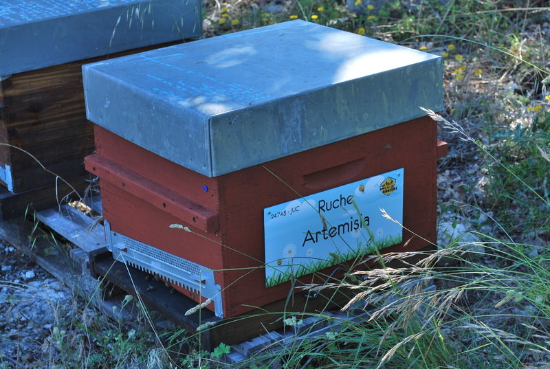 La ruche Artemisia
